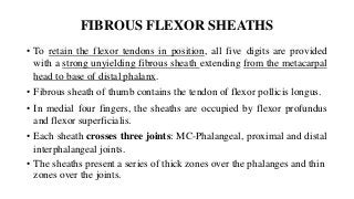 FIBROUS FLEXOR SHEATHS
• To retain the flexor tendons in position, all five digits are provided
with a strong unyielding fibrous sheath extending from the metacarpal
head to base of distal phalanx.
• Fibrous sheath of thumb contains the tendon of flexor pollicis longus.
• In medial four fingers, the sheaths are occupied by flexor profundus
and flexor superficialis.
• Each sheath crosses three joints: MC-Phalangeal, proximal and distal
interphalangeal joints.
• The sheaths present a series of thick zones over the phalanges and thin
zones over the joints.
 