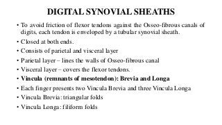 DIGITAL SYNOVIAL SHEATHS
• To avoid friction of flexor tendons against the Osseo-fibrous canals of
digits, each tendon is enveloped by a tubular synovial sheath.
• Closed at both ends.
• Consists of parietal and visceral layer
• Parietal layer – lines the walls of Osseo-fibrous canal
• Visceral layer – covers the flexor tendons.
• Vincula (remnants of mesotendon): Brevia and Longa
• Each finger presents two Vincula Brevia and three Vincula Longa
• Vincula Brevia: triangular folds
• Vincula Longa: filiform folds
 