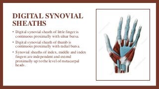 DIGITAL SYNOVIAL
SHEATHS
• Digital synovial sheath of little finger is
continuous proximally with ulnar bursa.
• Digital synovial sheath of thumb is
continuous proximally with radial bursa.
• Synovial sheaths of index, middle and index
fingers are independent and extend
proximally up to the level of metacarpal
heads.
 
