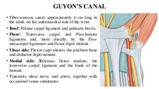 GUYON’S CANAL
• Fibro-osseous canal, approximately 4 cm long in
the adult, on the anteromedial side of the wrist.
• Roof: Palmar carpal ligament and palmaris brevis.
• Floor: Transverse carpal and Piso-hamate
ligaments and, more distally, by the Piso-
metacarpal ligaments and flexor digiti minimi.
• Ulnar side: Flexor carpi ulnaris, the pisiform bone
and abductor digiti minimi.
• Medial side: Extrinsic flexor tendons, the
transverse carpal ligament and the hook of the
hamate.
• Transmits ulnar nerve and artery, together with
occasional venae comitantes.
 