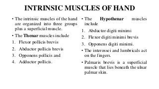 INTRINSIC MUSCLES OF HAND
• The intrinsic muscles of the hand
are organized into three groups
plus a superficial muscle.
• The Thenar muscles include
1. Flexor pollicis brevis
2. Abductor pollicis brevis
3. Opponens pollicis and
4. Adductor pollicis.
• The Hypothenar muscles
include
1. Abductor digiti minimi
2. Flexor digiti minimi brevis
3. Opponens digiti minimi.
• The interossei and lumbricals act
on the fingers.
• Palmaris brevis is a superficial
muscle that lies beneath the ulnar
palmar skin.
 