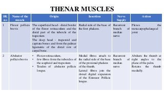 THENAR MUSCLES
SR.
no
Name of the
muscle
Origin Insertion Nerve
Supply
Action
1 Flexor pollicis
brevis
The superficial head - distal border
of the flexor retinaculum and the
distal part of the tubercle of the
trapezium
The deep head - trapezoid and
capitate bones and from the palmar
ligaments of the distal row of
carpal bone.
Radial side of the base of
the first phalanx.
Recurrent
branch of
median
nerve
Flexes the
metacarpophalangeal
joint.
2 Abductor
pollicis brevis
• Flexor retinaculum,
• few fibres from the tubercles of
the scaphoid and trapezium
• Tendon of abductor pollicis
longus.
Medial fibres attach to
the radial side of the base
of the proximal phalanx
of the thumb,
Lateral fibres join the
dorsal digital expansion
of the Extensor Pollicis
longus.
Recurrent
branch of
median
nerve
Abducts the thumb at
right angles to the
plane of the palm.
Rotates the thumb
medially.
 