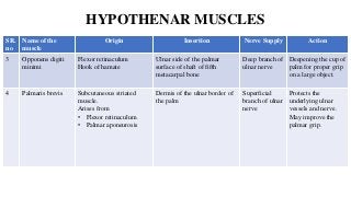 HYPOTHENAR MUSCLES
SR.
no
Name of the
muscle
Origin Insertion Nerve Supply Action
3 Opponens digiti
minimi
Flexor retinaculum
Hook of hamate
Ulnar side of the palmar
surface of shaft of fifth
metacarpal bone
Deep branch of
ulnar nerve
Deepening the cup of
palm for proper grip
on a large object.
4 Palmaris brevis Subcutaneous striated
muscle.
Arises from
• Flexor retinaculum
• Palmar aponeurosis
Dermis of the ulnar border of
the palm
Superficial
branch of ulnar
nerve
Protects the
underlying ulnar
vessels and nerve.
May improve the
palmar grip.
 