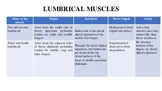 LUMBRICAL MUSCLES
Name of the
muscle
Origin Insertion Nerve Supply Action
First and second
lumbricals
Arise from the radial side of
flexor digitorum profundus
tendon for index and middle
fingers.
Radial side of the dorsal
digital expansion of the
medial four fingers.
Through the dorsal digital
expansion, the lumbricals
are inserted into the
dorsal surfaces of the
bases of middle and distal
phalanges.
Median nerve from
superficial surface
Acts a link
muscles since they
connect the deep
flexor tendons to
the extensor
tendons of the
fingers via dorsal
digital expansion.
Third and fourth
lumbricals
Arise from the adjacent sides
of flexor digitorum profundus
tendon for middle, ring and
little fingers.
Deep branch of
ulnar nerve from
deep surface
 