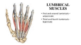 LUMBRICAL
MUSCLES
• First and second lumbricals –
unipennate
• Third and fourth lumbricals -
bipennate
 