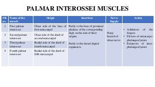 PALMAR INTEROSSEI MUSCLES
SR.
no
Name of the
muscle
Origin Insertion Nerve
Supply
Action
1 First palmar
interossei
Ulnar side of the base of
first metacarpal
Partly to the base of proximal
phalanx of the corresponding
digit on the side of their
origins.
Partly to the dorsal digital
expansion.
Deep
branch of
ulnar nerve
• Adductors of the
fingers
• Flexors of metacarpo-
phalangeal joints
• Extensors of inter-
phalangeal joints
2 Second palmar
interossei
Ulnar side of the shaft of
second metacarpal
3 Third palmar
interossei
Radial side of the shaft of
fourth metacarpal
4 Fourth palmar
interossei
Radial side of the shaft of
fifth metacarpal
 