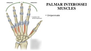 PALMAR INTEROSSEI
MUSCLES
• Unipennate
 