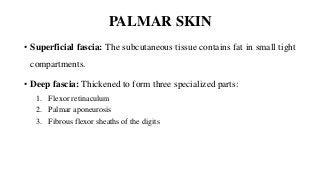 PALMAR SKIN
• Superficial fascia: The subcutaneous tissue contains fat in small tight
compartments.
• Deep fascia: Thickened to form three specialized parts:
1. Flexor retinaculum
2. Palmar aponeurosis
3. Fibrous flexor sheaths of the digits
 