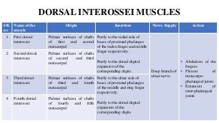DORSAL INTEROSSEI MUSCLES
SR.
no
Name of the
muscle
Origin Insertion Nerve Supply Action
1 First dorsal
interossei
Palmar surfaces of shafts
of first and second
metacarpal
Partly to the radial side of
bases of proximal phalanges
of the index finger and middle
finger respectively.
Partly to the dorsal digital
expansion of the
corresponding digits. Deep branch of
ulnar nerve
• Abductors of the
fingers
• Flexors of
metacarpo-
phalangeal joints
• Extensors of
inter-phalangeal
joints
2 Second dorsal
interossei
Palmar surfaces of shafts
of second and third
metacarpal
3 Third dorsal
interossei
Palmar surfaces of shafts
of third and fourth
metacarpal
Partly to the ulnar side of
bases of proximal phalanges
of the middle and ring finger
respectively.
Partly to the dorsal digital
expansion of the
corresponding digits.
4 Fourth dorsal
interossei
Palmar surfaces of shafts
of fourth and fifth
metacarpal
 