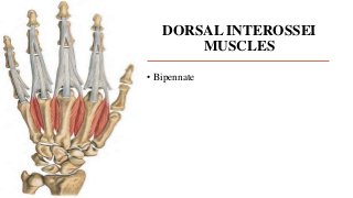 DORSAL INTEROSSEI
MUSCLES
• Bipennate
 