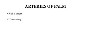 ARTERIES OF PALM
• Radial artery
• Ulnar artery
 