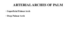 ARTERIALARCHES OF PALM
• Superficial Palmar Arch
• Deep Palmar Arch
 