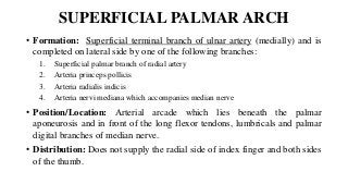 SUPERFICIAL PALMAR ARCH
• Formation: Superficial terminal branch of ulnar artery (medially) and is
completed on lateral side by one of the following branches:
1. Superficial palmar branch of radial artery
2. Arteria princeps pollicis
3. Arteria radialis indicis
4. Arteria nervi mediana which accompanies median nerve
• Position/Location: Arterial arcade which lies beneath the palmar
aponeurosis and in front of the long flexor tendons, lumbricals and palmar
digital branches of median nerve.
• Distribution: Does not supply the radial side of index finger and both sides
of the thumb.
 