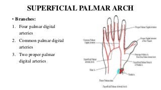 SUPERFICIAL PALMAR ARCH
• Branches:
1. Four palmar digital
arteries
2. Common palmar digital
arteries
3. Two proper palmar
digital arteries
 