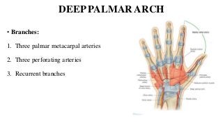 DEEP PALMAR ARCH
• Branches:
1. Three palmar metacarpal arteries
2. Three perforating arteries
3. Recurrent branches
 