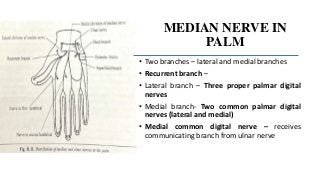 MEDIAN NERVE IN
PALM
• Two branches – lateral and medial branches
• Recurrent branch –
• Lateral branch – Three proper palmar digital
nerves
• Medial branch- Two common palmar digital
nerves (lateral and medial)
• Medial common digital nerve – receives
communicating branch from ulnar nerve
 