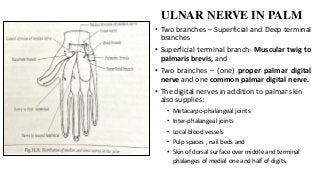 ULNAR NERVE IN PALM
• Two branches – Superficial and Deep terminal
branches
• Superficial terminal branch- Muscular twig to
palmaris brevis, and
• Two branches – (one) proper palmar digital
nerve and one common palmar digital nerve.
• The digital nerves in addition to palmar skin
also supplies:
• Metacarpo-phalangeal joints
• Inter-phalangeal joints
• Local blood vessels
• Pulp spaces , nail beds and
• Skin of dorsal surface over middle and terminal
phalanges of medial one and half of digits.
 