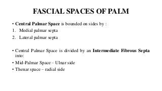 FASCIAL SPACES OF PALM
• Central Palmar Space is bounded on sides by :
1. Medial palmar septa
2. Lateral palmar septa
• Central Palmar Space is divided by an Intermediate Fibrous Septa
into:
• Mid-Palmar Space – Ulnar side
• Thenar space – radial side
 