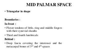 MID PALMAR SPACE
• Triangular in shape
Boundaries :
In front :
• Flexor tendons of little, ring and middle fingers
with their synovial sheaths
• Third and fourth lumbricals
Behind :
• Deep fascia covering the interossei and the
metacarpal bones of 3rd and 4th spaces
 