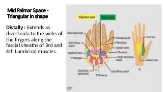 Mid Palmar Space -
Triangular in shape
Distally : Extends as
diverticula to the webs of
the fingers along the
fascial sheaths of 3rd and
4th Lumbrical muscles.
 