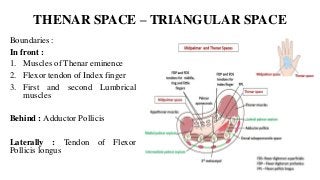THENAR SPACE – TRIANGULAR SPACE
Boundaries :
In front :
1. Muscles of Thenar eminence
2. Flexor tendon of Index finger
3. First and second Lumbrical
muscles
Behind : Adductor Pollicis
Laterally : Tendon of Flexor
Pollicis longus
 