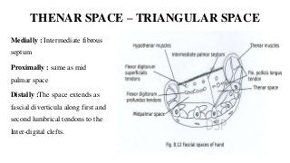 THENAR SPACE – TRIANGULAR SPACE
Medially : Intermediate fibrous
septum
Proximally : same as mid
palmar space
Distally :The space extends as
fascial diverticula along first and
second lumbrical tendons to the
Inter-digital clefts.
 