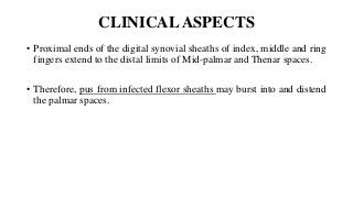 CLINICALASPECTS
• Proximal ends of the digital synovial sheaths of index, middle and ring
fingers extend to the distal limits of Mid-palmar and Thenar spaces.
• Therefore, pus from infected flexor sheaths may burst into and distend
the palmar spaces.
 