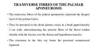 TRANSVERSE FIBRES OF THE PALMAR
APONEUROSIS
• The transverse fibres of the palmar aponeurosis represent the deepest
layer of the palmar fascia.
• They lie proximal to the distal palmar crease in a band approximately
2 cm wide, interconnecting the anterior fibres of the flexor tendon
sheaths with the fasciae over the thenar and hypothenar muscles.
• The extension to the first ray forms the proximal commissural
ligament.
 