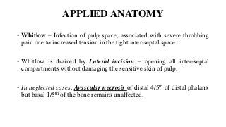 APPLIED ANATOMY
• Whitlow – Infection of pulp space, associated with severe throbbing
pain due to increased tension in the tight inter-septal space.
• Whitlow is drained by Lateral incision – opening all inter-septal
compartments without damaging the sensitive skin of pulp.
• In neglected cases, Avascular necrosis of distal 4/5th of distal phalanx
but basal 1/5th of the bone remains unaffected.
 