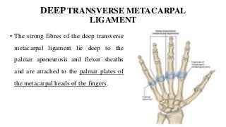 DEEP TRANSVERSE METACARPAL
LIGAMENT
• The strong fibres of the deep transverse
metacarpal ligament lie deep to the
palmar aponeurosis and flexor sheaths
and are attached to the palmar plates of
the metacarpal heads of the fingers.
 