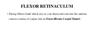 FLEXOR RETINACULUM
• Strong fibrous band which acts as a tie-beam and converts the anterior
concave surface of carpus into an Osseo-fibrous Carpal Tunnel.
 
