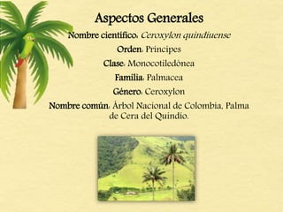 Aspectos Generales
Nombre científico: Ceroxylon quindiuense
Orden: Príncipes
Clase: Monocotiledónea
Familia: Palmacea
Género: Ceroxylon
Nombre común: Árbol Nacional de Colombia, Palma
de Cera del Quindío.
 