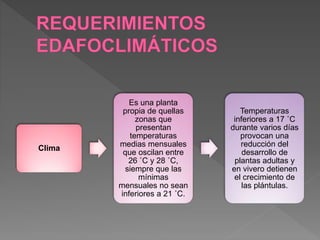 Clima
Es una planta
propia de quellas
zonas que
presentan
temperaturas
medias mensuales
que oscilan entre
26 ˚C y 28 ˚C,
siempre que las
mínimas
mensuales no sean
inferiores a 21 ˚C.
Temperaturas
inferiores a 17 ˚C
durante varios días
provocan una
reducción del
desarrollo de
plantas adultas y
en vivero detienen
el crecimiento de
las plántulas.
 