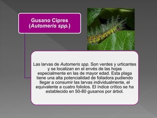 Gusano Cipres
(Automeris spp.)
Las larvas de Automeris spp. Son verdes y urticantes
y se localizan en el envés de las hojas
especialmente en las de mayor edad. Esta plaga
tiene una alta potencialidad de foliadora pudiendo
llegar a consumir las larvas individualmente, el
equivalente a cuatro foliolos. El índice crítico se ha
establecido en 50-80 gusanos por árbol.
 