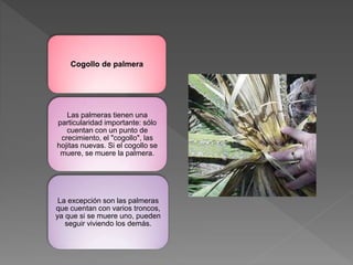 Cogollo de palmera
Las palmeras tienen una
particularidad importante: sólo
cuentan con un punto de
crecimiento, el "cogollo", las
hojitas nuevas. Si el cogollo se
muere, se muere la palmera.
La excepción son las palmeras
que cuentan con varios troncos,
ya que si se muere uno, pueden
seguir viviendo los demás.
 