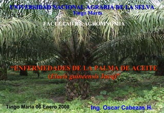 UNIVERSIDAD NACIONAL AGRARIA DE LA SELVAUNIVERSIDAD NACIONAL AGRARIA DE LA SELVA
Tingo María
FACULTAD DE AGROMNOMIA
““ENFERMEDADES DE LA PALMA DE ACEITEENFERMEDADES DE LA PALMA DE ACEITE
((Elaeis guineensisElaeis guineensis Jacq)”Jacq)”
Tingo María 06 Enero 2008 Ing. Oscar Cabezas H.
 