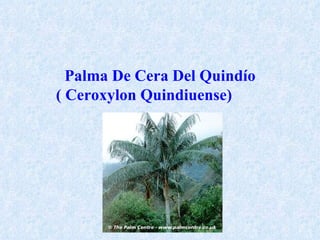 Palma De Cera Del Quindío ( Ceroxylon Quindiuense)   