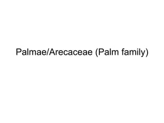 Palmae/Arecaceae (Palm family) 