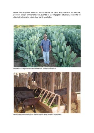 Outra foto de palma adensada. Produtividade de 200 a 300 toneladas por hectare,
podendo chegar a mais toneladas, quando se usa irrigação e adubação, enquanto no
plantio tradicional, a média é de 5 a 10 toneladas.




Outra foto de plantio adensado e um produtor familiar.




Ovinos se alimentando de palma verde diretamente no colcho.
 