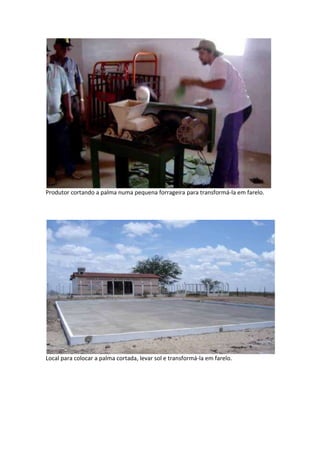 Produtor cortando a palma numa pequena forrageira para transformá-la em farelo.




Local para colocar a palma cortada, levar sol e transformá-la em farelo.
 