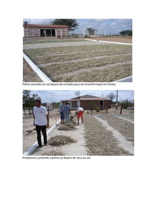 Palma secando ao sol depois de cortada para ser transformada em farelo.




Produtores juntando a palma já depois de seca ao sol.
 