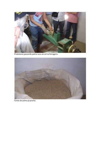 Produtores passando palma seca ao sol na forrageira.




Farelo de palma já pronto.
 