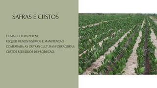 SAFRAS E CUSTOS
É UMA CULTURA PERENE;
REQUER MENOS INSUMOS E MANUTENÇÃO
COMPARADA AS OUTRAS CULTURAS FORRAGEIRAS;
CUSTOS REDUZIDOS DE PRODUÇÃO.
 