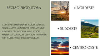REGIÃO PRODUTORA
É CULTIVADA EM DIFERENTES REGIÕES DO BRASIL,
PRINCIPALMENTE NO NORDESTE E EM PARTES DO
SUDOESTE E CENTRO-OESTE. ESSAS REGIÕES
APRESENTAM CONDIÇÕES CLIMÁTICAS FAVORÁVEIS.
ALTA TEMPERATURA E BAIXA PLUVIOSIDADE.
NORDESTE
SUDOESTE
CENTRO-OESTE
 