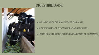DIGESTIBILIDADE
VARIA DE ACORDO A VARIEDADE DA PALMA;
A DIGESTIBILIDADE É CONSIDERADA MODERADA;
LIMITA SUA UTILIDADE COMO ÚNICA FONTE DE ALIMENTO.
 
