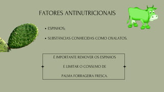 FATORES ANTINUTRICIONAIS
ESPINHOS;
SUBSTÂNCIAS CONHECIDAS COMO OXALATOS.
É IMPORTANTE REMOVER OS ESPINHOS
E LIMITAR O CONSUMO DE
PALMA FORRAGEIRA FRESCA.
 