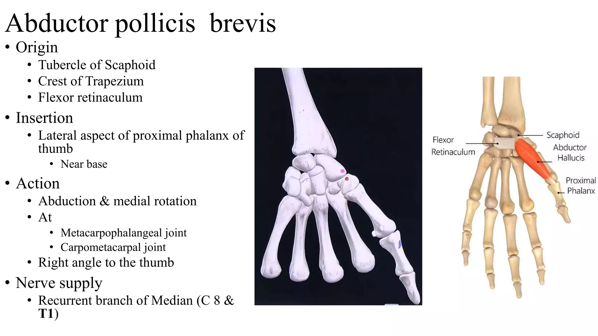 palmar aponeurosis & muscles.pptx