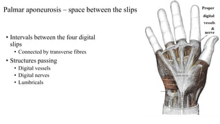 Palmar aponeurosis – space between the slips
• Intervals between the four digital
slips
• Connected by transverse fibres
•...