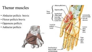 Thenar muscles
• Abductor pollicis brevis
• Flexor pollicis brevis
• Opponens pollicis
• Adductor pollicis
 