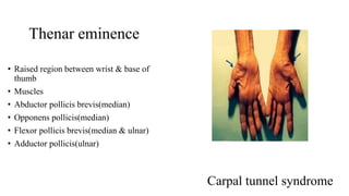 Thenar eminence
• Raised region between wrist & base of
thumb
• Muscles
• Abductor pollicis brevis(median)
• Opponens poll...
